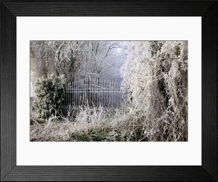 Framed Print : Frost covered gates and trees Framed Print : Frost covered gates and trees