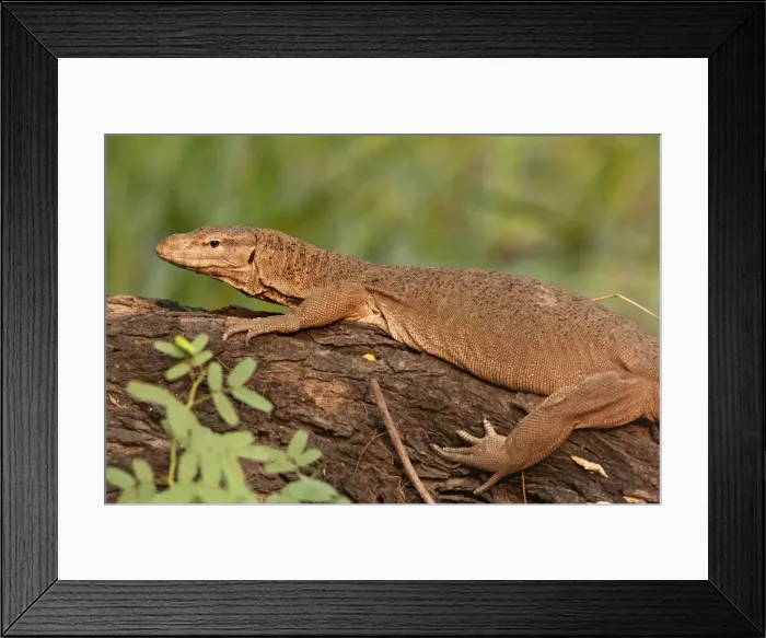 Framed Print : Water Monitor Lizard - Keoladeo National Park, Rajasthan, India Framed Print : Water Monitor Lizard - Keoladeo National Park, Rajasthan, India