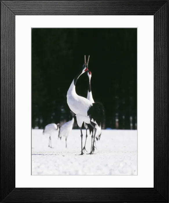 Framed Print : Japanese Crane MI 1559 C Grus japonensis © Masahiro Iilima  /  ardea. com
