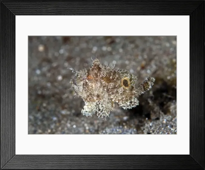 Framed Print : Swimming Frogfish - Indonesia Framed Print : Swimming Frogfish - Indonesia