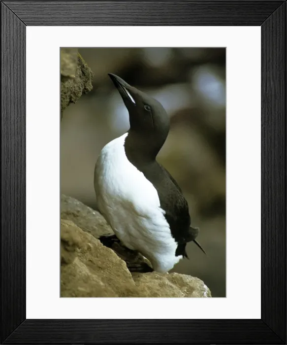 Framed Print : Brunnich's Guillemot Framed Print : Brunnich's Guillemot