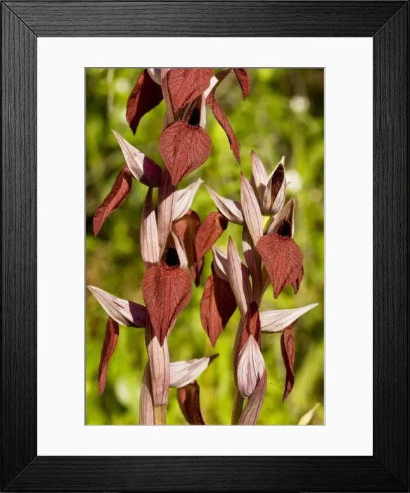 Framed Print : Heart-flowered Tongue Orchid - Corsica, France Framed Print : Heart-flowered Tongue Orchid - Corsica, France