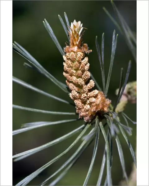 Scots Pine Tree - cone