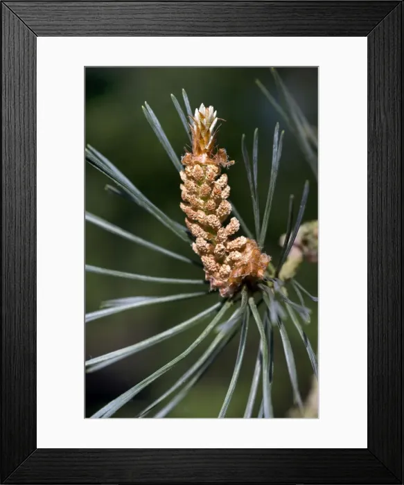Framed Print : Scots Pine Tree - cone Framed Print : Scots Pine Tree - cone