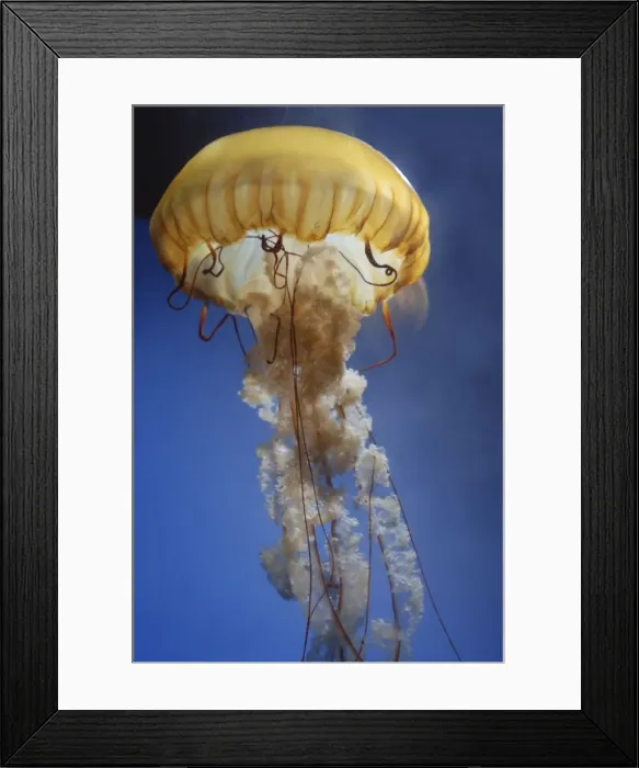 Framed Print : Sea Nettle Jellyfish - Pacific Ocean Framed Print : Sea Nettle Jellyfish - Pacific Ocean