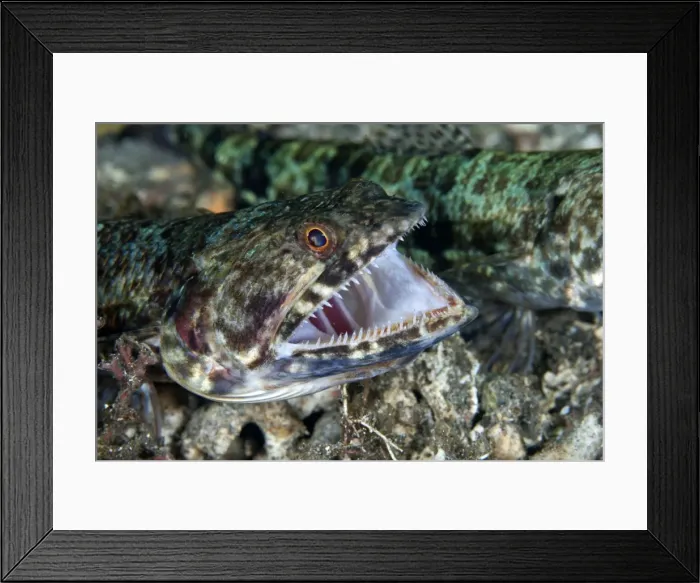 Framed Print : Reef Lizardfish - opening mouth - Indonesia Framed Print : Reef Lizardfish - opening mouth - Indonesia