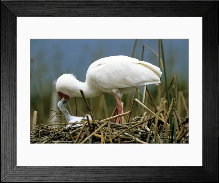 Framed Print : African Spoonbill - feeding chick Framed Print : African Spoonbill - feeding chick