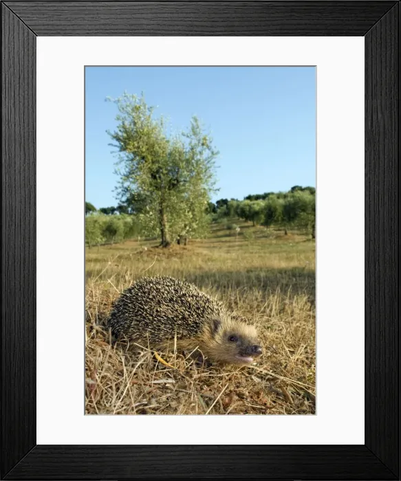 Framed Print : European Hedgehog - in habitat - Tuscany - Italy Framed Print : European Hedgehog - in habitat - Tuscany - Italy