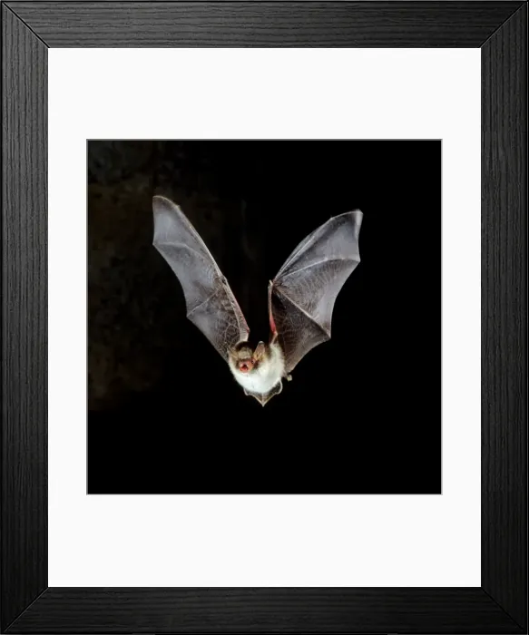 Framed Print : Natterer's Bat - in flight at night Framed Print : Natterer's Bat - in flight at night