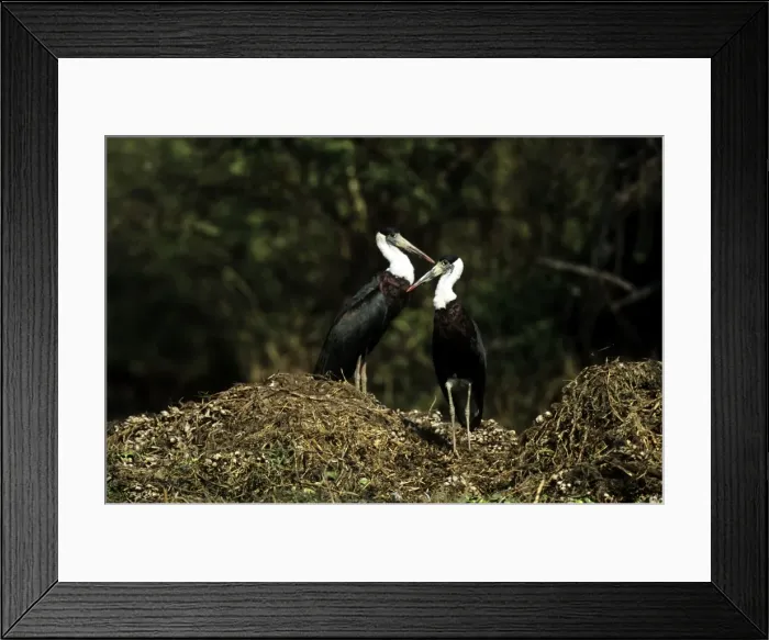 Framed Print : Whitenecked Stork - pair on nest mound - Keoladeo National Park - India Framed Print : Whitenecked Stork - pair on nest mound - Keoladeo National Park - India
