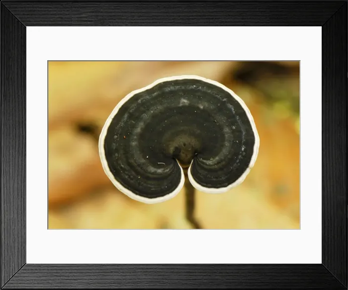 Framed Print : Tree Fungus - Danum Valley Conservation Area - Sabah - Borneo - Malaysia Framed Print : Tree Fungus - Danum Valley Conservation Area - Sabah - Borneo - Malaysia