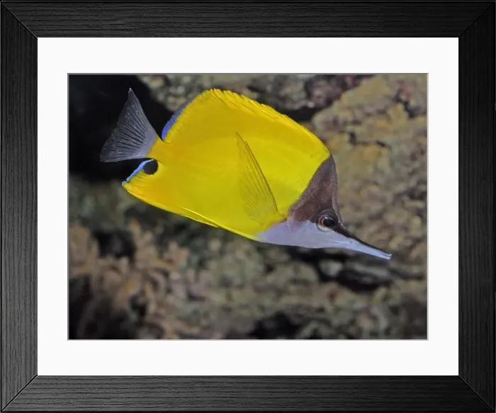 Framed Print : Longnose Butterfly Fish, Indo-Pacific and Red Sea reefs Framed Print : Longnose Butterfly Fish, Indo-Pacific and Red Sea reefs