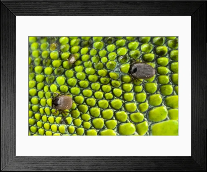 Framed Print : Tick - on a Western Green Lizard skin Framed Print : Tick - on a Western Green Lizard skin