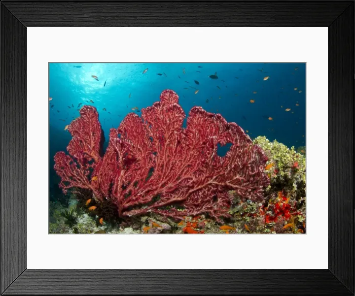 Framed Print : Red Gorgonian Sea Fan - Fotteyo - Felidhoo - Maldives Framed Print : Red Gorgonian Sea Fan - Fotteyo - Felidhoo - Maldives