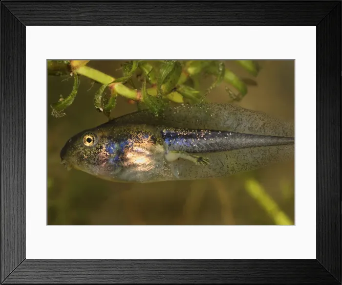 Framed Print : European Common Frog - tadpole - Switzerland Framed Print : European Common Frog - tadpole - Switzerland