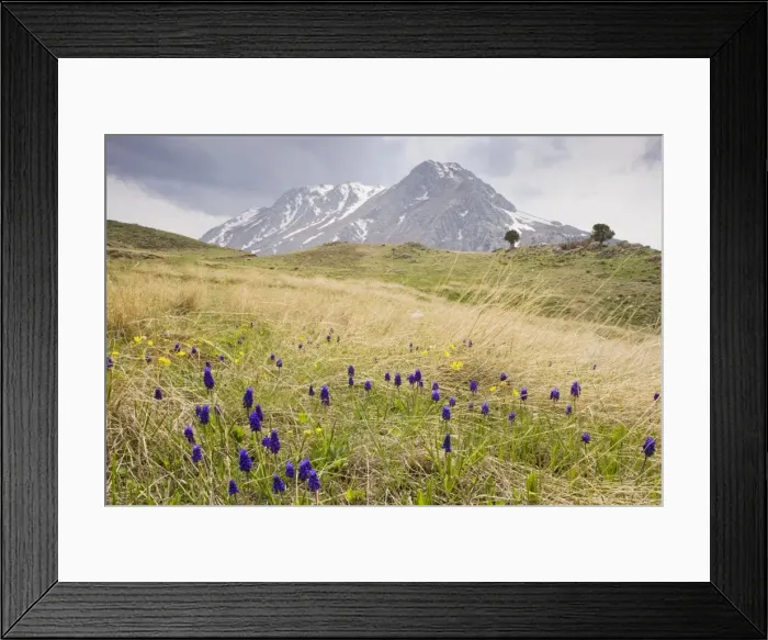 Framed Print : Mass of Grape Hyacinths - on mount Calbali, in the Bey Dagi mountains, south Turkey Framed Print : Mass of Grape Hyacinths - on mount Calbali, in the Bey Dagi mountains, south Turkey