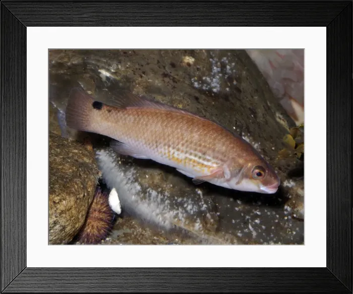 Framed Print : Goldsinny, North Sea and Mediterranean coastal waters Framed Print : Goldsinny, North Sea and Mediterranean coastal waters