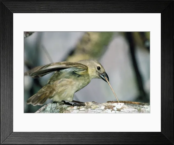 Framed Print : Woodpecker / Carpenter Finch - with twig tool - Santa Cruz Island - Galapagos Islands Digital Manipulation: removed background branch surrounding head and twig AU-1674-M Framed Print : Woodpecker / Carpenter Finch - with twig tool - Santa Cruz Island - Galapagos Islands Digital Manipulation: removed background branch surrounding head and twig AU-1674-M