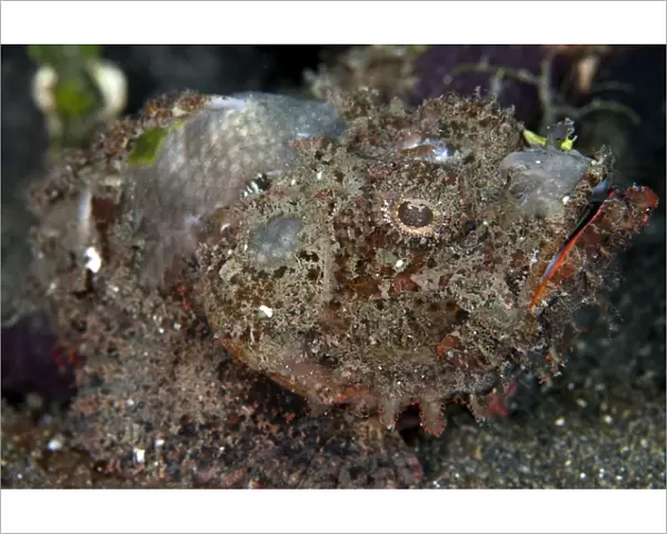 Humpback Scorpionfish - Indonesia