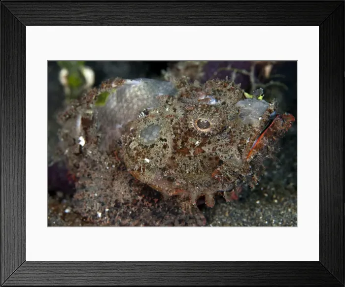 Framed Print : Humpback Scorpionfish - Indonesia Framed Print : Humpback Scorpionfish - Indonesia