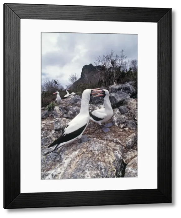 Framed Print : Masked Boobies - courtship display - Wolf Island, Galapagos Islands AU-1622 Framed Print : Masked Boobies - courtship display - Wolf Island, Galapagos Islands AU-1622