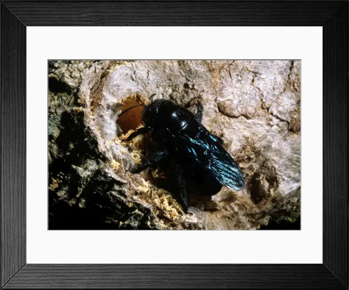 Framed Print : Carpenter Bee Framed Print : Carpenter Bee