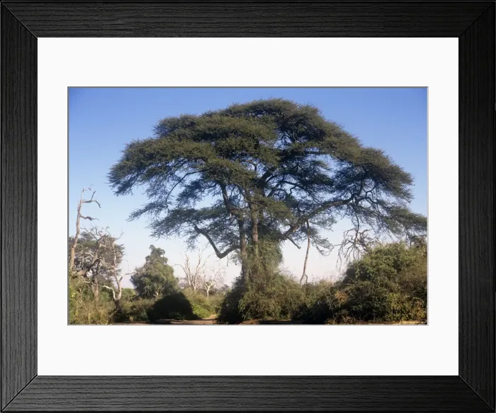 Framed Print : Acacia tortilis / Umbrella Thorn Framed Print : Acacia tortilis / Umbrella Thorn