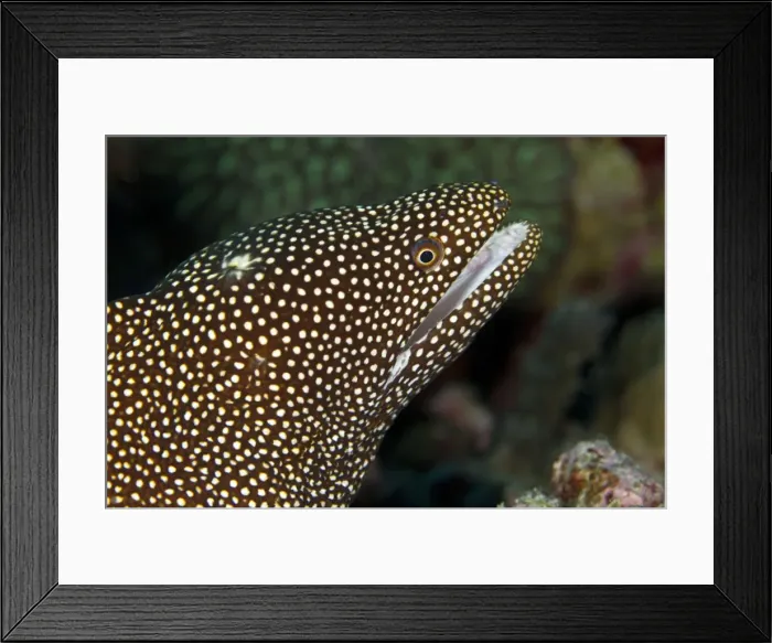 Framed Print : Whitemouth Moray Eel - Maldives Framed Print : Whitemouth Moray Eel - Maldives