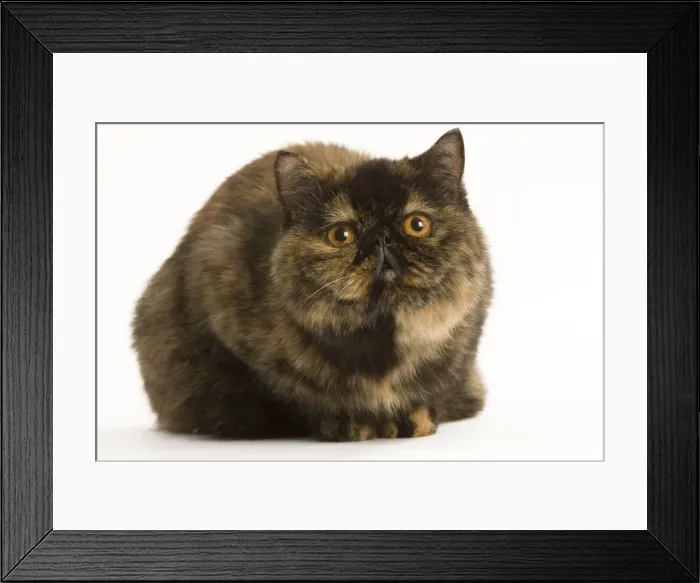 Framed Print : Cat - Exotic Short hair Tortoiseshell