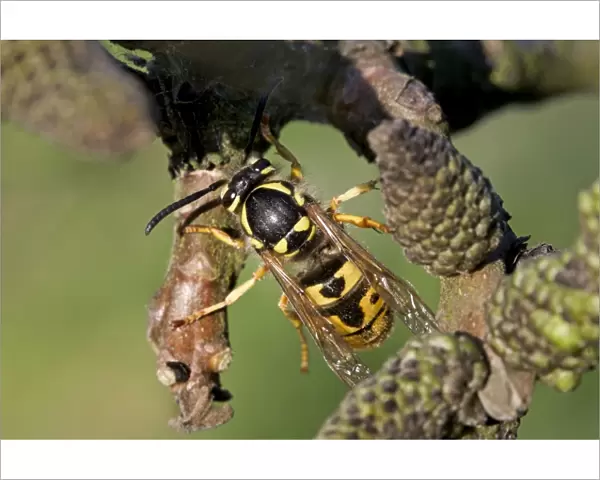 German Wasp - queen