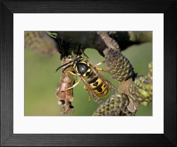 Framed Print : German Wasp - queen Framed Print : German Wasp - queen
