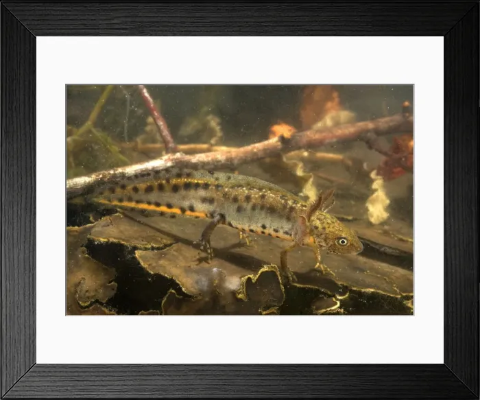 Framed Print : Italian Crested Newt - tadpole in habitat - Italy
