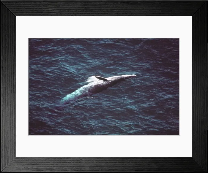 Framed Print : Bryde's Whale AU-1486 Framed Print : Bryde's Whale AU-1486