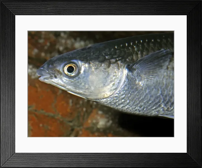 Framed Print : Thick-lipped Mullet, UK coastal seas, south to Mediterranean and Black Sea Framed Print : Thick-lipped Mullet, UK coastal seas, south to Mediterranean and Black Sea