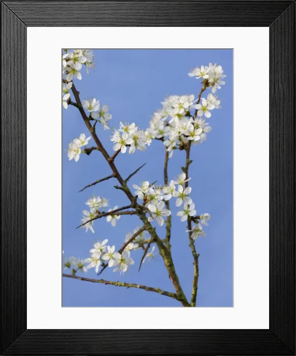 Framed Print : Blackthorn branch with flowers - in spring Framed Print : Blackthorn branch with flowers - in spring