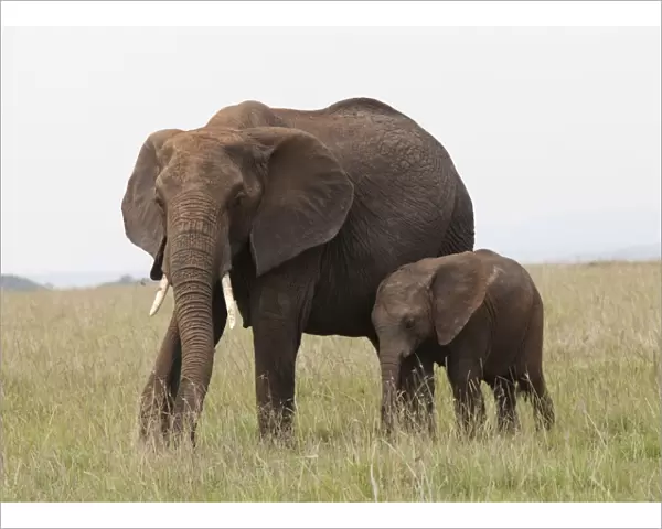 African Elephant - single cow with young calf - Masai Mara Game Reserve - Kenya