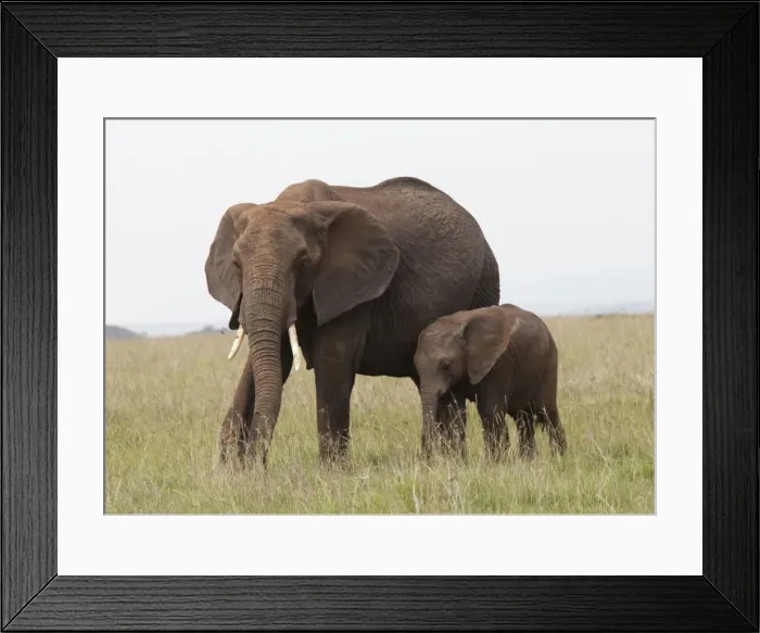 Framed Print : African Elephant - single cow with young calf - Masai Mara Game Reserve - Kenya Framed Print : African Elephant - single cow with young calf - Masai Mara Game Reserve - Kenya