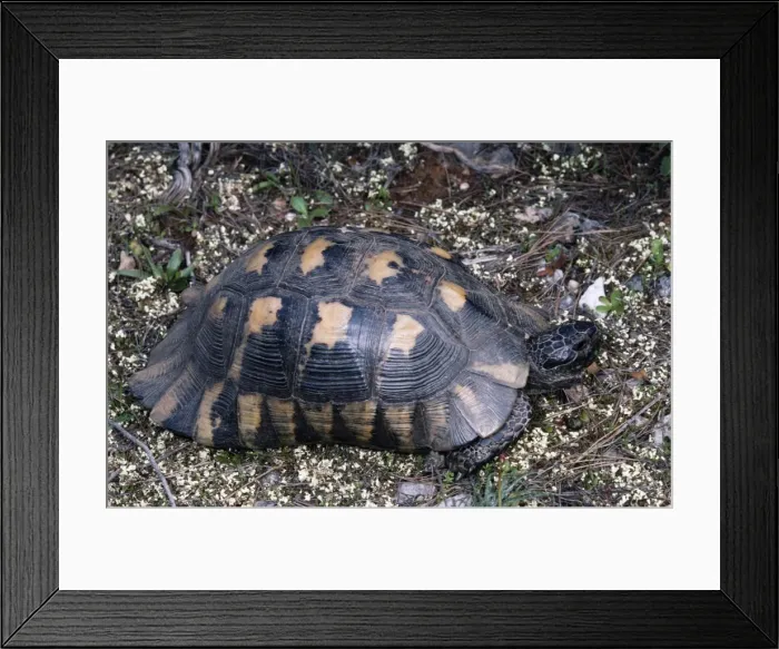 Framed Print : Marginated Tortoise ROG 8501 South Greece Testodo marginata © Bob Gibbons / ardea. com Framed Print : Marginated Tortoise ROG 8501 South Greece Testodo marginata © Bob Gibbons / ardea. com
