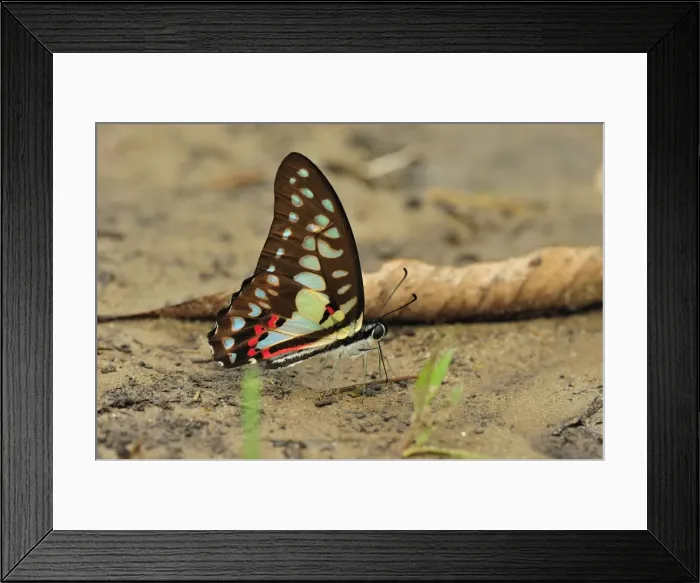 Framed Print : Great Jay / Pale Green Triangle - sucking minerals on sand - Gunung Leuser National Park - Northern Sumatra - Indonesia Framed Print : Great Jay / Pale Green Triangle - sucking minerals on sand - Gunung Leuser National Park - Northern Sumatra - Indonesia