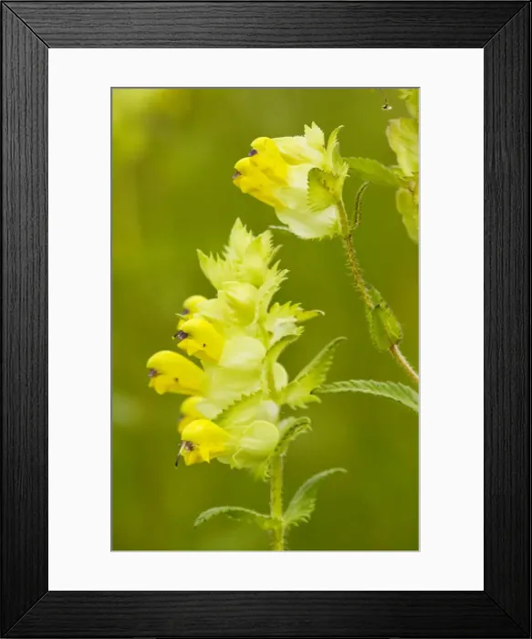 Framed Print : Yellow Rattle / Hay Rattle - Transylvania Framed Print : Yellow Rattle / Hay Rattle - Transylvania