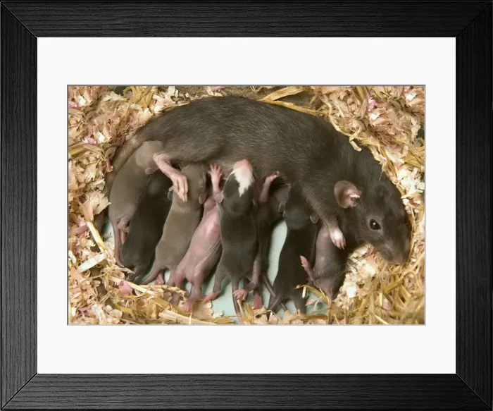 Framed Print : Brown Rat - suckling young