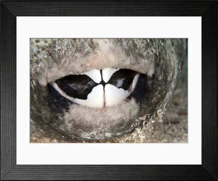Framed Print : Star Puffer Fish - teeth - Red Sea Framed Print : Star Puffer Fish - teeth - Red Sea
