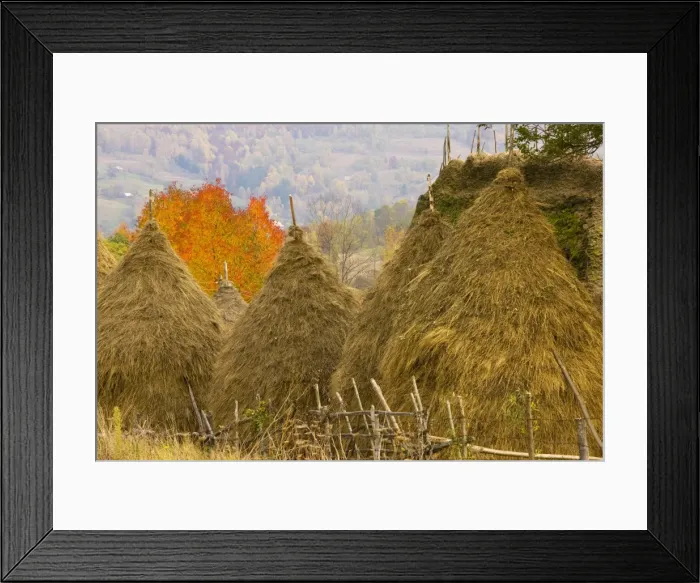 Framed Print : Group of hay stooks, with thatched barn and cherry tree beyond, in the Galda valley, Apuseni mountains, Romania Framed Print : Group of hay stooks, with thatched barn and cherry tree beyond, in the Galda valley, Apuseni mountains, Romania