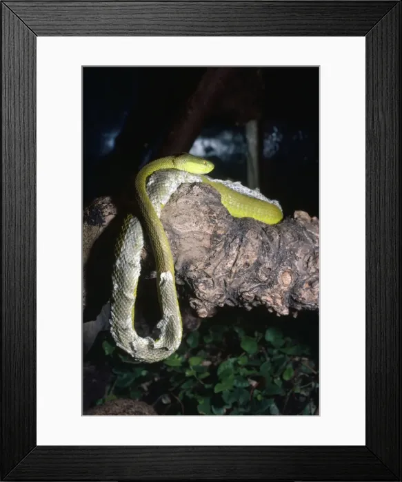 Framed Print : Pope's Pit Viper - shedding skin - South East Asia Framed Print : Pope's Pit Viper - shedding skin - South East Asia