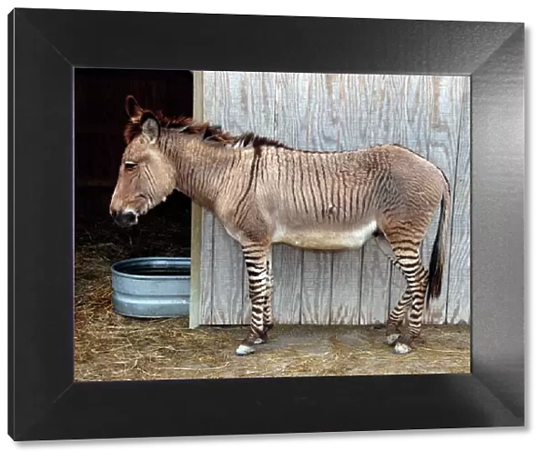 Zedonk - Zebra-Donkey Hybrid - Creation Museum - Ohio - USA