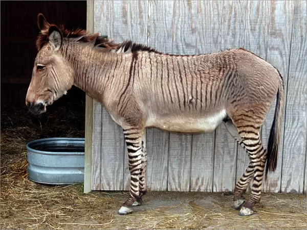 Zedonk - Zebra-Donkey Hybrid - Creation Museum - Ohio - USA