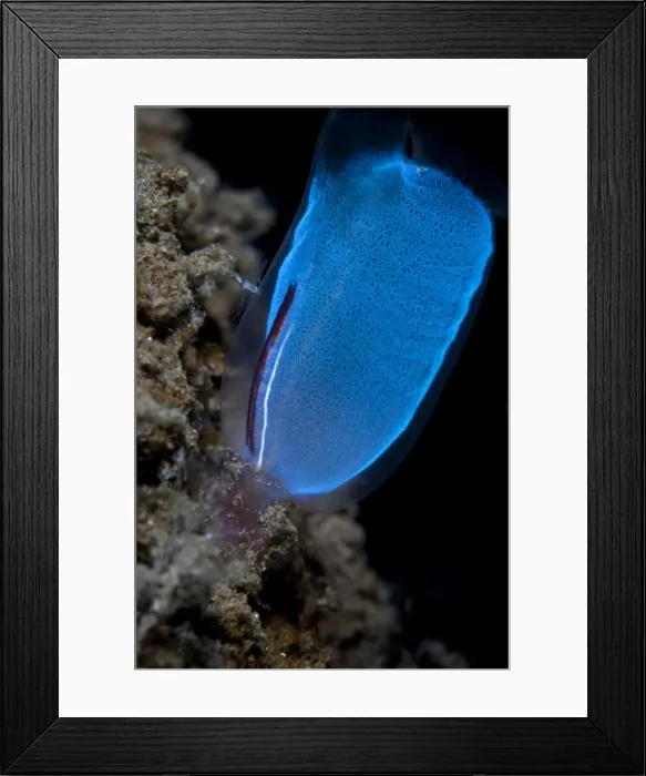 Framed Print : Blue Club Tunicate - Indonesia Framed Print : Blue Club Tunicate - Indonesia