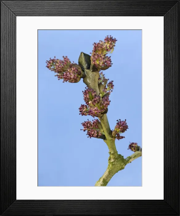 Framed Print : Common Ash Tree - bud Framed Print : Common Ash Tree - bud