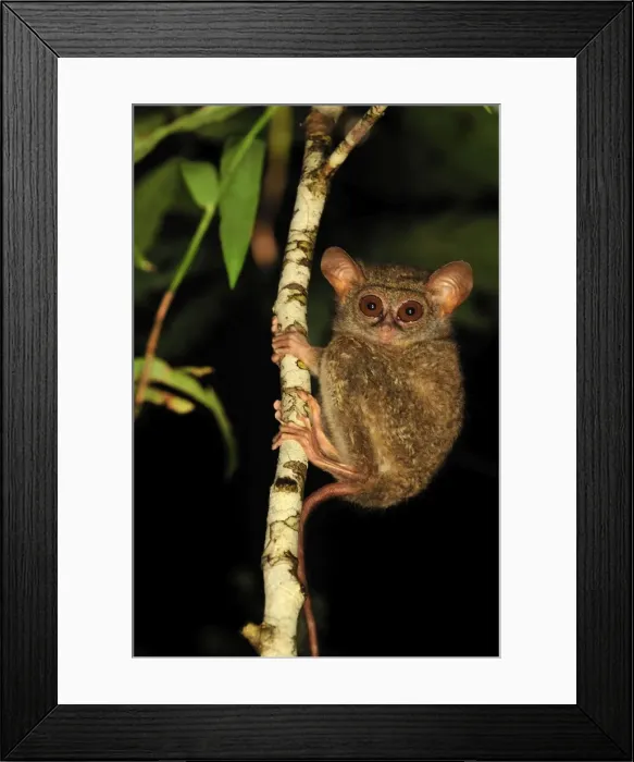 Framed Print : Spectral Tarsier - Tangkoko Nature Reserve - North Sulawesi - Indonesia Framed Print : Spectral Tarsier - Tangkoko Nature Reserve - North Sulawesi - Indonesia