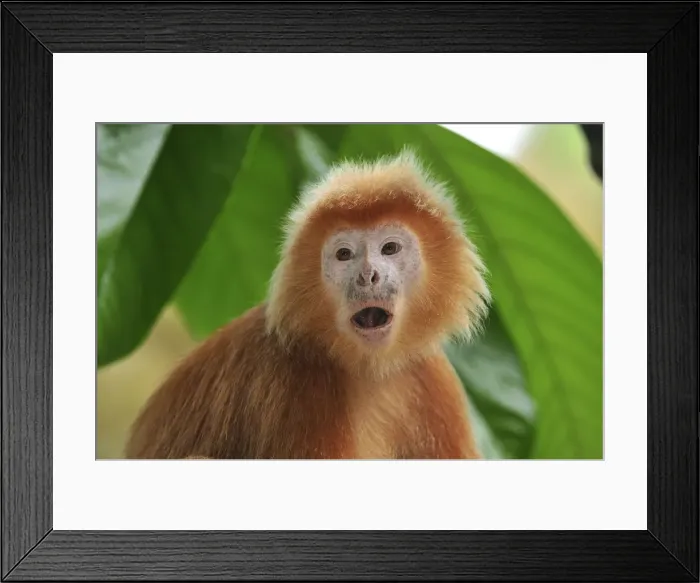 Framed Print : Javan lutung / Ebony langur - portrait - yellowish orange color form - Java - Indonesia Framed Print : Javan lutung / Ebony langur - portrait - yellowish orange color form - Java - Indonesia